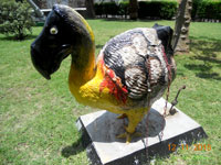 photo dodo esclave